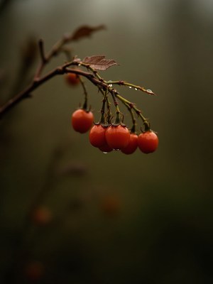 Red berries hanging from a branch in misty forest