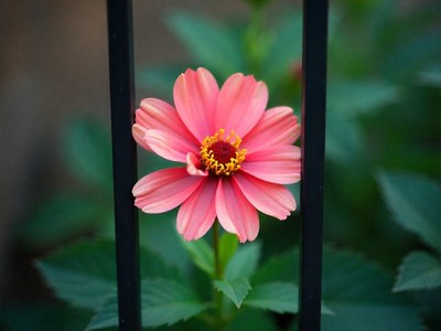 Bright pink flower growing behind black iron bars