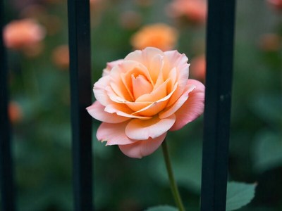Pink rose blooming behind black iron fence