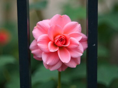 Pink flower blooming near a fence in garden