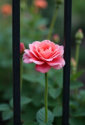 Pink rose blooming behind a black fence in a garden