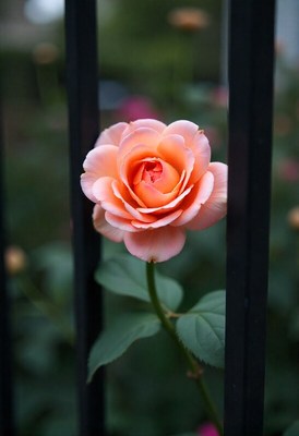 Beautiful peach rose blooming near a metal fence