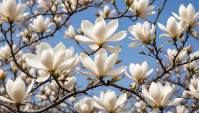 Magnolia blossoms bloom under clear blue sky