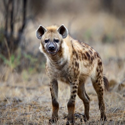 Spotted hyena in open savanna