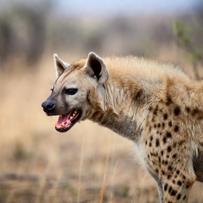 Spotted hyena in the wild