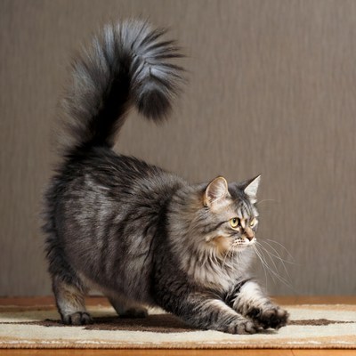 Grey cat stretching at home