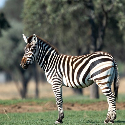 Zebra stands gracefully in a field