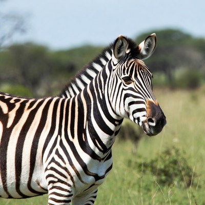 Zebra standing in green grasslands