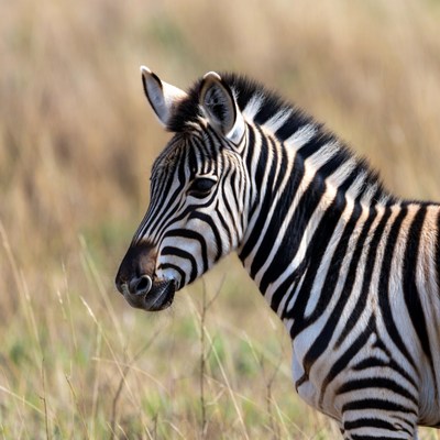 Close-up of a zebra in the wild