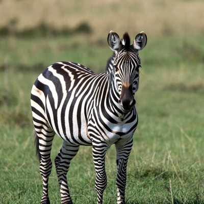 Zebra in the savannah grasslands
