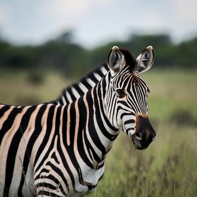 Zebra grazing in a grassy field