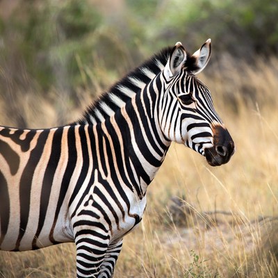 Striped zebra in golden grasslands
