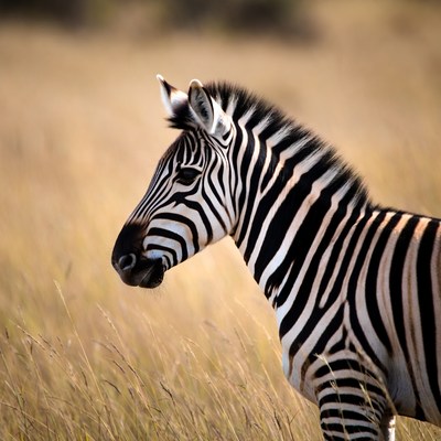 Young zebra in golden grassland