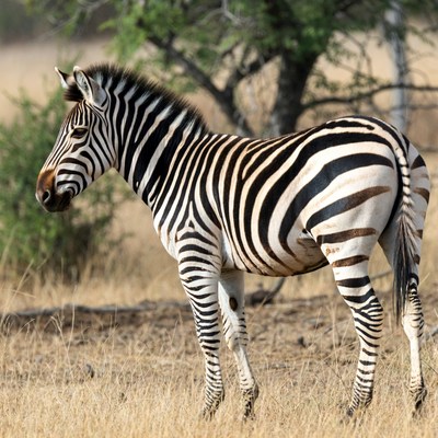 Striped zebra in the wild