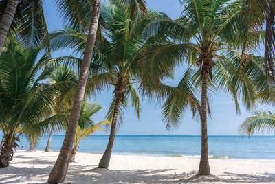 Tropical beach with palm trees