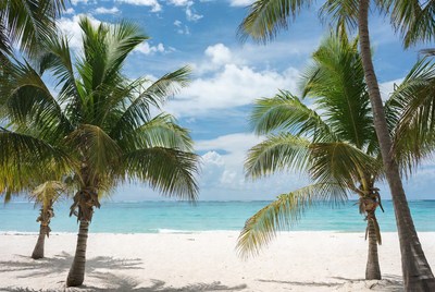 Relaxing beach scene with palm trees