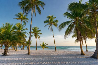 Serene beach with palm trees and ocean