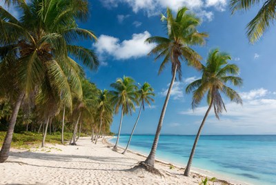Tranquil beach with swaying palm trees