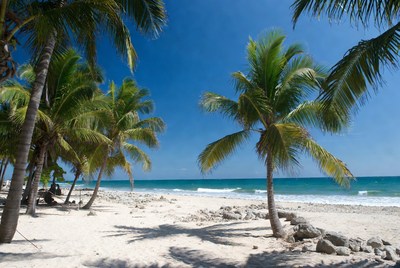 Tropical beach with palm trees