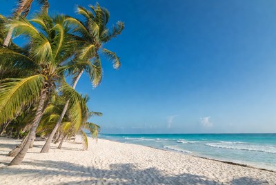 Sunny beach with palm trees