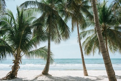 Beachfront palm trees with ocean view