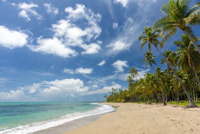 Tropical beach with clear skies and palms