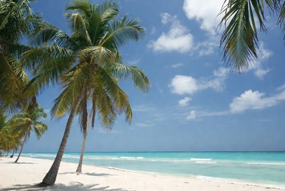 Serene beach with palm trees and ocean