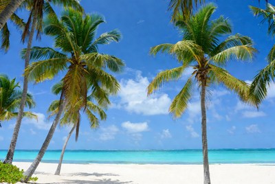 Sunny beach with palm trees by the ocean