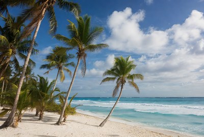 Palm trees by the ocean shore
