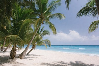 Palm trees on a sunny beach