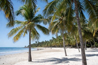Palm trees lining a sunny beach