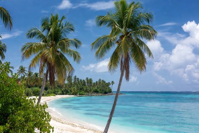 Tropical beach with palm trees