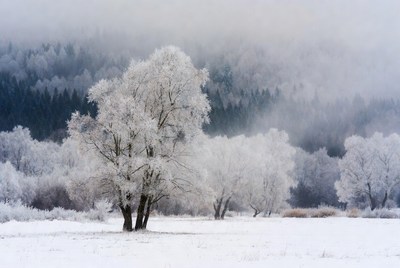 Winter landscape with frosted trees