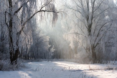 Winter forest with frost and sunlight