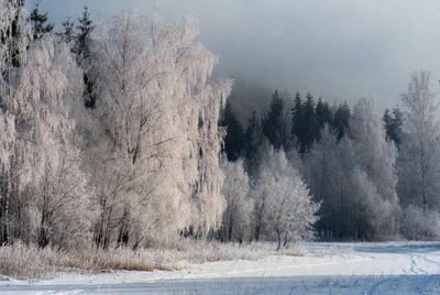 Winter landscape with frosted trees