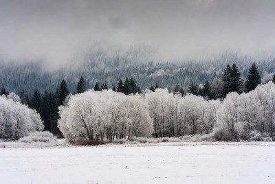 Snowy winter landscape with frosted trees