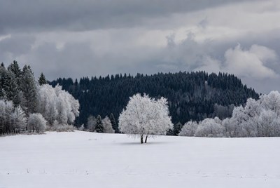 Snowy winter landscape with lone tree
