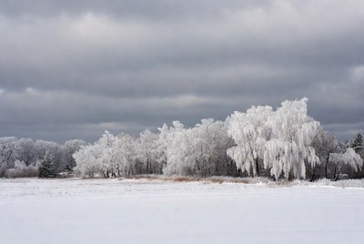 Snowy landscape with frozen trees