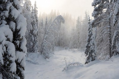 Snow-covered forest in fog