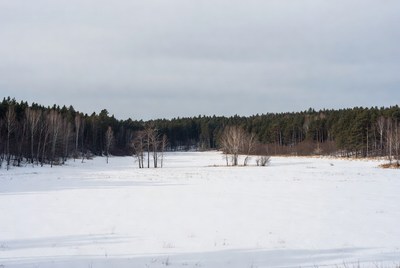 Snowy landscape in winter forest