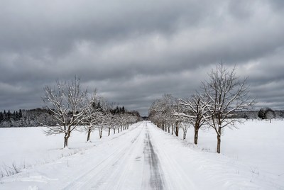 Snowy winter road lined with trees