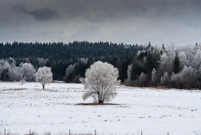 Frosty trees in a winter landscape