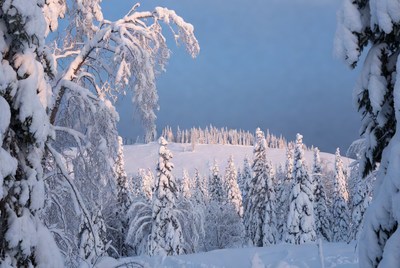 Snowy winter wonderland scene