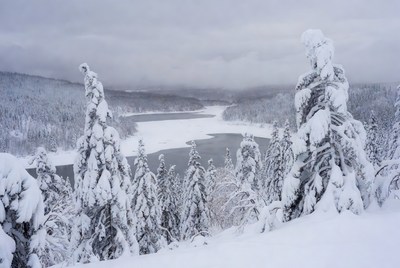 Winter landscape with snow-covered trees