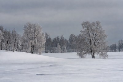 Winter landscape with snow-covered trees