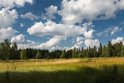 Lush meadow under bright clouds