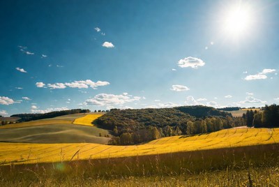 Golden fields under sunny sky