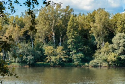 Calm waters reflect lush greenery