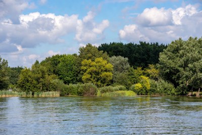 Serene riverside landscape with trees