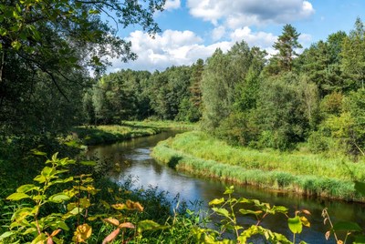 Serene river winding through lush forest